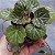 BEGONIA - Muda de Suculenta pendente no tamanho de vaso 09. - Imagem 1