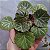 BEGONIA - Muda de Suculenta pendente no tamanho de vaso 09. - Imagem 2