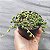 Colar de Pérolas - Muda de Suculenta no tamanho de vaso 09. - Imagem 2