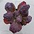 HEXOK - Planta Suculenta para Jardim Externo - Imagem 3