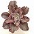 Fury Variegata - Suculenta Gibbiflora Externa - Imagem 2