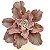 Fury Variegata - Suculenta Gibbiflora Externa - Imagem 1