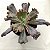 KAURANG - Suculenta Gibbiflora para Jardim - Imagem 1