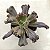 KAURANG - Suculenta Gibbiflora para Jardim - Imagem 2