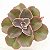VIOLACINA - SUCULENTA GIBBIFLORA - Imagem 2
