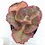 ROSSINI - Suculenta Gibbiflora para Jardim Externo - Imagem 1