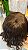 TOPO CACHEADO 20CM C CLARO NATURAL 8X14 67gr cod067 - Imagem 4
