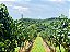 Bodega Iribarrem Touriga Nacional - 2020 - Imagem 4