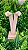 ARGOLINHA - Imagem 1