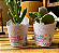 Rotulo para Suculenta Jardim Encantando + Tag Personalziada - Imagem 4