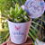 Rotulo para Suculenta Jardim Encantando + Tag Personalziada - Imagem 3