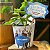 60 Rotulos para Suculenta Tema Frozen + Tag Personalizada - Imagem 1
