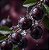 Sabonete Líquido Nativa SPA Uva Merlot 250ml - Imagem 9