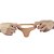 Anel Companheiro Pele 14 x 2,9cm - 7725 - Imagem 2