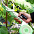Alceador Grampeador Uva Tomate Uva Ramos com fita e grampos - Imagem 4