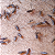 Kit Pente Fino M Mari's Spray Sem Enxague Combate Piolhos - Imagem 2