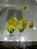 LAMPADA LED T10 8 LEDS AMARELA 12V - Imagem 2