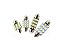 LAMPADA LED TORPEDO 31MM 12 LEDS 6000K 12V - Imagem 1