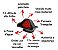 BRAKE LIGHT F-1 UNIVERSAL 12V - Imagem 2