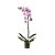 Orquídea Encanto Rosa - Imagem 1