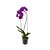 Orquídea Imperial Roxa - Imagem 1