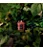 MINI VELA AROMÁTICA POTE VIDRO RELEVO 50H FORAGED WILDBERRY VOLUSPA - Imagem 2
