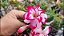 ROSA DO DESERTO AFRODITE - Imagem 1