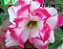 ROSA DO DESERTO AFRODITE - Imagem 2