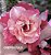 ROSA DO DESERTO CREPÚSCULO - Imagem 1