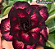 ROSA DO DESERTO LM 50 - Imagem 2