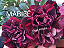 ROSA DO DESERTO MABIEÊ - Imagem 1