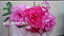 ROSA DO DESERTO BRILHANTINA bonita - Imagem 1