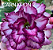 ROSA DO DESERTO CARNATION 2 - Imagem 1