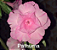 ROSA DO DESERTO PATHUMA - Imagem 1