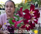 ROSA DO DESERTO RED STAR ESTRELA - Imagem 1