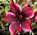 ROSA DO DESERTO BARBIE GIRL MATRIZ - Imagem 1