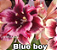 ROSA DO DESERTO BLUE BOY(CHEIRO CHICLETE - Imagem 1