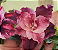 ROSA DO DESERTO ANDRÉA PERFUMADA - Imagem 2