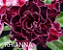 ROSA DO DESERTO RHIANNA - Imagem 1