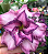 ROSA DO DESERTO PURPLE WIDMIL - Imagem 1