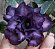 ROSA DO DESERTO PURPLE BLUE grandes bonitas - Imagem 2