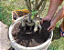FERTILIZANTE: ADUBO COMPOSTO 1 kilo - Imagem 3
