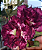 ROSA DO DESERTO LM8 - Imagem 1