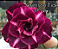 ROSA DO DESERTO CRISSON TIDE - Imagem 1