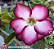ROSA DO DESERTO PURPLE CROW - Imagem 1