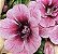 ROSA DO DESERTO SWALLOW ADULTA Matriz - Imagem 2