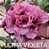 ROSA DO DESERTO ULTRA VIOLETA MATRIZ - Imagem 1