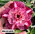 Rosa do deserto MEIXIANG ADULTA - Imagem 1