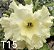 ROSA DO DESERTO T 15 - Imagem 1