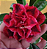 ROSA DO DESERTO LIBÉLULA - Imagem 1